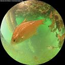 ./images/calvert/underwater/20260628/underwater20260628_094001M.jpg