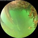 ./images/calvert/underwater/20260628/underwater20260628_103002M.jpg