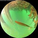 ./images/calvert/underwater/20260628/underwater20260628_123002M.jpg
