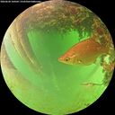./images/calvert/underwater/20260628/underwater20260628_144502M.jpg