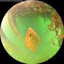 ./images/calvert/underwater/20260628/underwater20260628_164002M.jpg