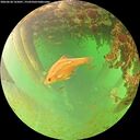 ./images/calvert/underwater/20260628/underwater20260628_165001M.jpg