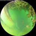 ./images/calvert/underwater/20260628/underwater20260628_190001M.jpg
