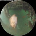 ./images/calvert/underwater/20260629/underwater20260629_052001M.jpg