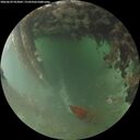 ./images/calvert/underwater/20260629/underwater20260629_053001M.jpg