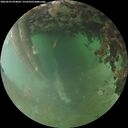 ./images/calvert/underwater/20260629/underwater20260629_054001M.jpg