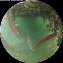 ./images/calvert/underwater/20260629/underwater20260629_055001M.jpg