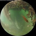 ./images/calvert/underwater/20260629/underwater20260629_055501M.jpg
