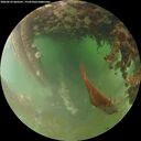 ./images/calvert/underwater/20260629/underwater20260629_060501M.jpg