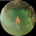 ./images/calvert/underwater/20260629/underwater20260629_061001M.jpg