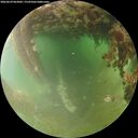 ./images/calvert/underwater/20260629/underwater20260629_062001M.jpg