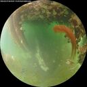 ./images/calvert/underwater/20260629/underwater20260629_064502M.jpg