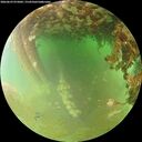 ./images/calvert/underwater/20260629/underwater20260629_075001M.jpg