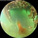 ./images/calvert/underwater/20260629/underwater20260629_081001M.jpg