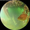 ./images/calvert/underwater/20260629/underwater20260629_083001M.jpg