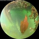./images/calvert/underwater/20260629/underwater20260629_083501M.jpg