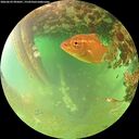 ./images/calvert/underwater/20260629/underwater20260629_095001M.jpg