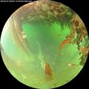 ./images/calvert/underwater/20260629/underwater20260629_100002M.jpg