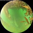 ./images/calvert/underwater/20260629/underwater20260629_104501M.jpg