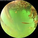 ./images/calvert/underwater/20260629/underwater20260629_112501M.jpg