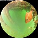 ./images/calvert/underwater/20260629/underwater20260629_125002M.jpg