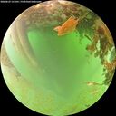 ./images/calvert/underwater/20260629/underwater20260629_131001M.jpg