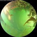./images/calvert/underwater/20260629/underwater20260629_163001M.jpg