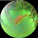 ./images/calvert/underwater/20260629/underwater20260629_173002M.jpg