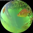 ./images/calvert/underwater/20260629/underwater20260629_180002M.jpg