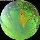 ./images/calvert/underwater/20260629/underwater20260629_180501M.jpg