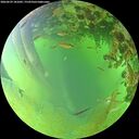 ./images/calvert/underwater/20260629/underwater20260629_181001M.jpg