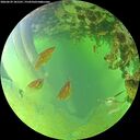 ./images/calvert/underwater/20260629/underwater20260629_181501M.jpg