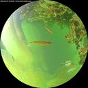 ./images/calvert/underwater/20260629/underwater20260629_185001M.jpg