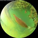./images/calvert/underwater/20260629/underwater20260629_190501M.jpg