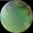 ./images/calvert/underwater/20260629/underwater20260629_205001M.jpg