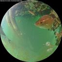 ./images/calvert/underwater/20260629/underwater20260629_211001M.jpg