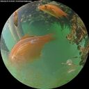 ./images/calvert/underwater/20260629/underwater20260629_213501M.jpg