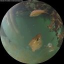 ./images/calvert/underwater/20260629/underwater20260629_220001M.jpg
