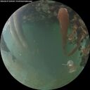 ./images/calvert/underwater/20260629/underwater20260629_220501M.jpg