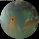./images/calvert/underwater/20260630/underwater20260630_053501M.jpg