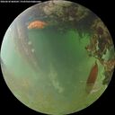 ./images/calvert/underwater/20260630/underwater20260630_060502M.jpg