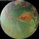 ./images/calvert/underwater/20260630/underwater20260630_061002M.jpg