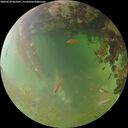 ./images/calvert/underwater/20260630/underwater20260630_062001M.jpg