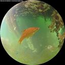 ./images/calvert/underwater/20260630/underwater20260630_080001M.jpg