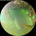 ./images/calvert/underwater/20260630/underwater20260630_083002M.jpg