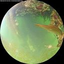 ./images/calvert/underwater/20260630/underwater20260630_101501M.jpg