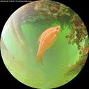 ./images/calvert/underwater/20260630/underwater20260630_123001M.jpg