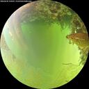 ./images/calvert/underwater/20260630/underwater20260630_134501M.jpg