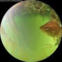 ./images/calvert/underwater/20260630/underwater20260630_135501M.jpg