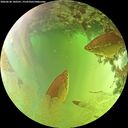 ./images/calvert/underwater/20260630/underwater20260630_140501M.jpg